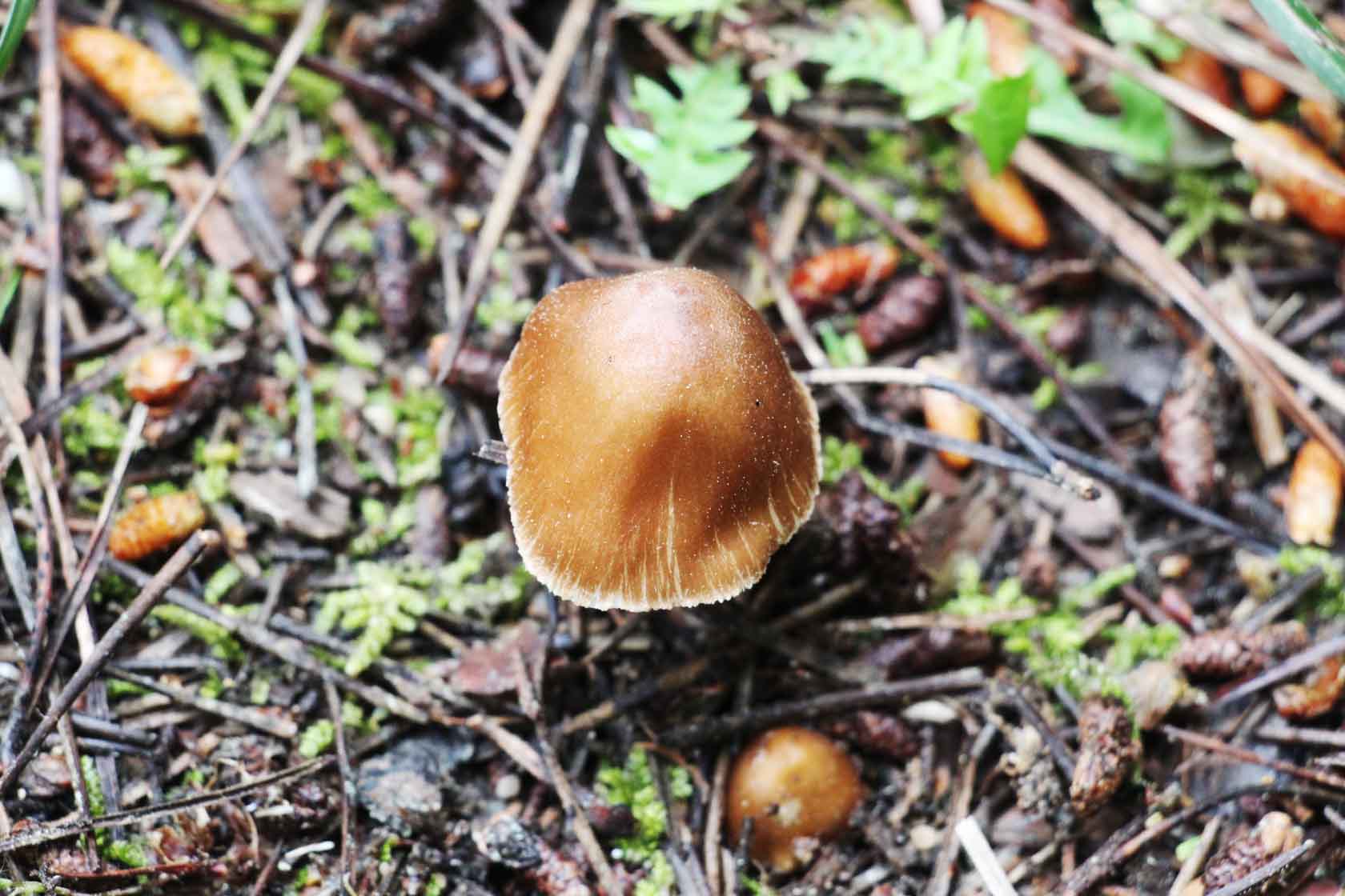 Inocybe decemgibbosa (Kunh) Vauras