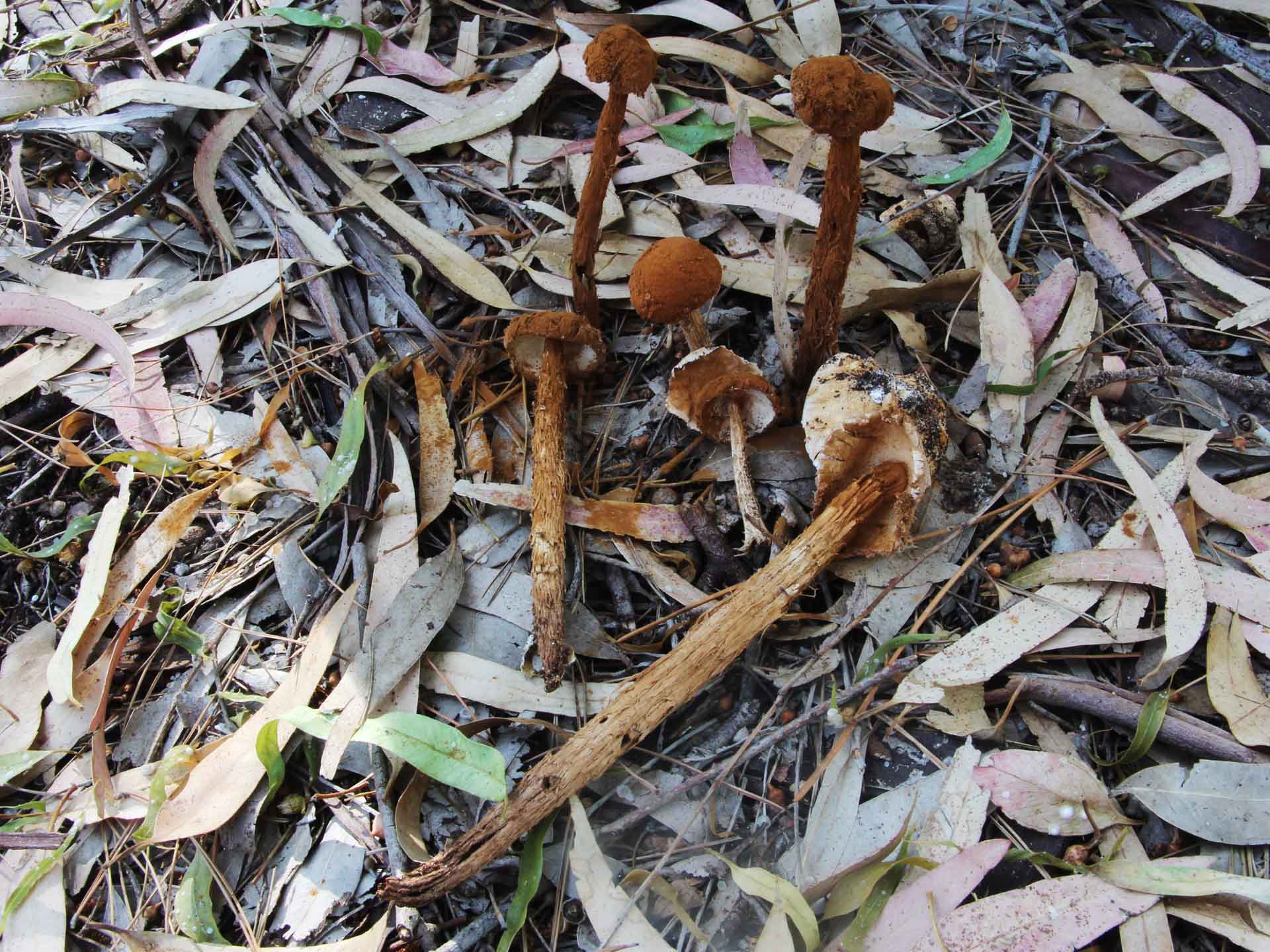 Battarrea phalloides