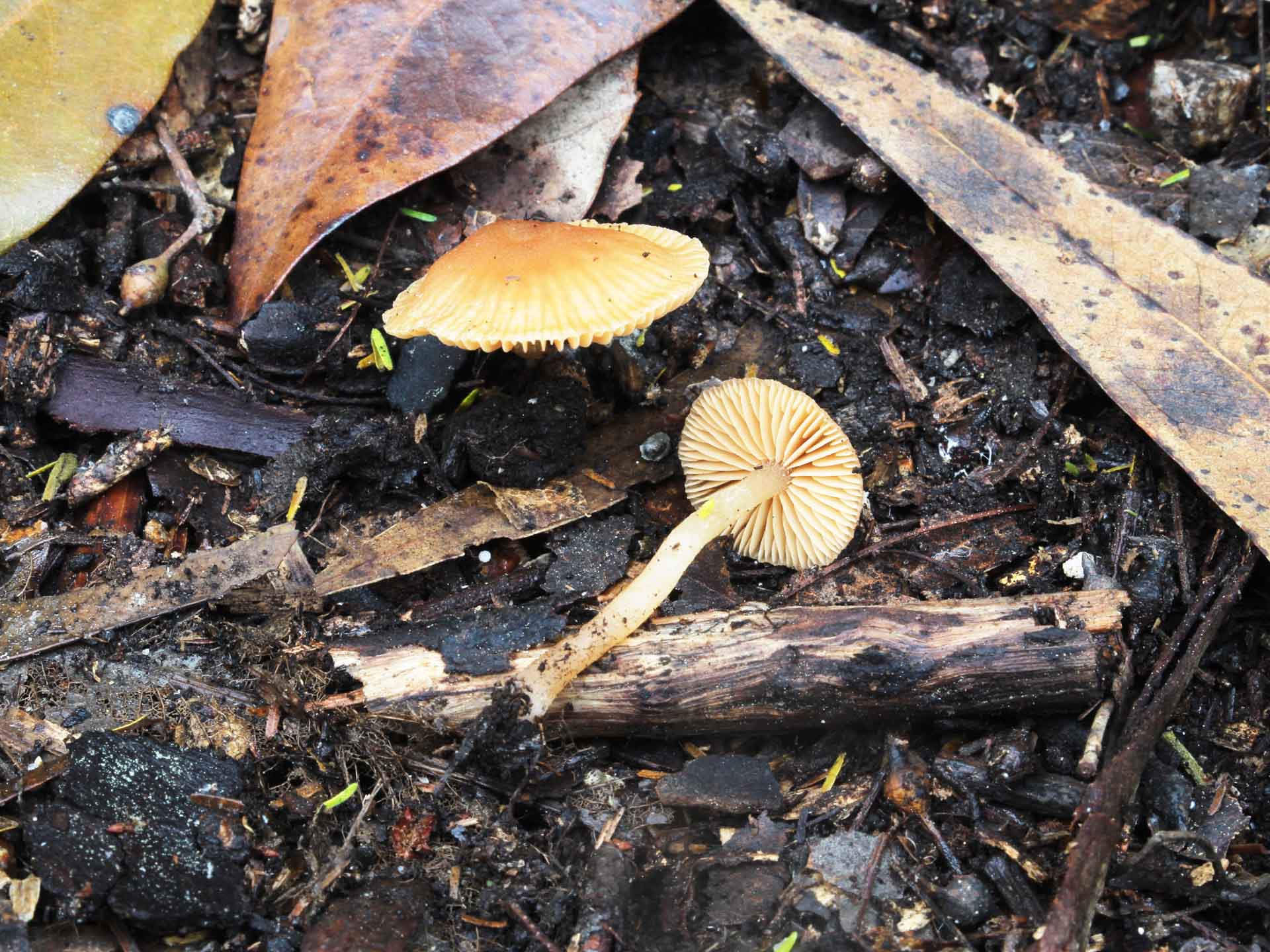 Conocybe pilosella (Pers.) Kuhner 1935