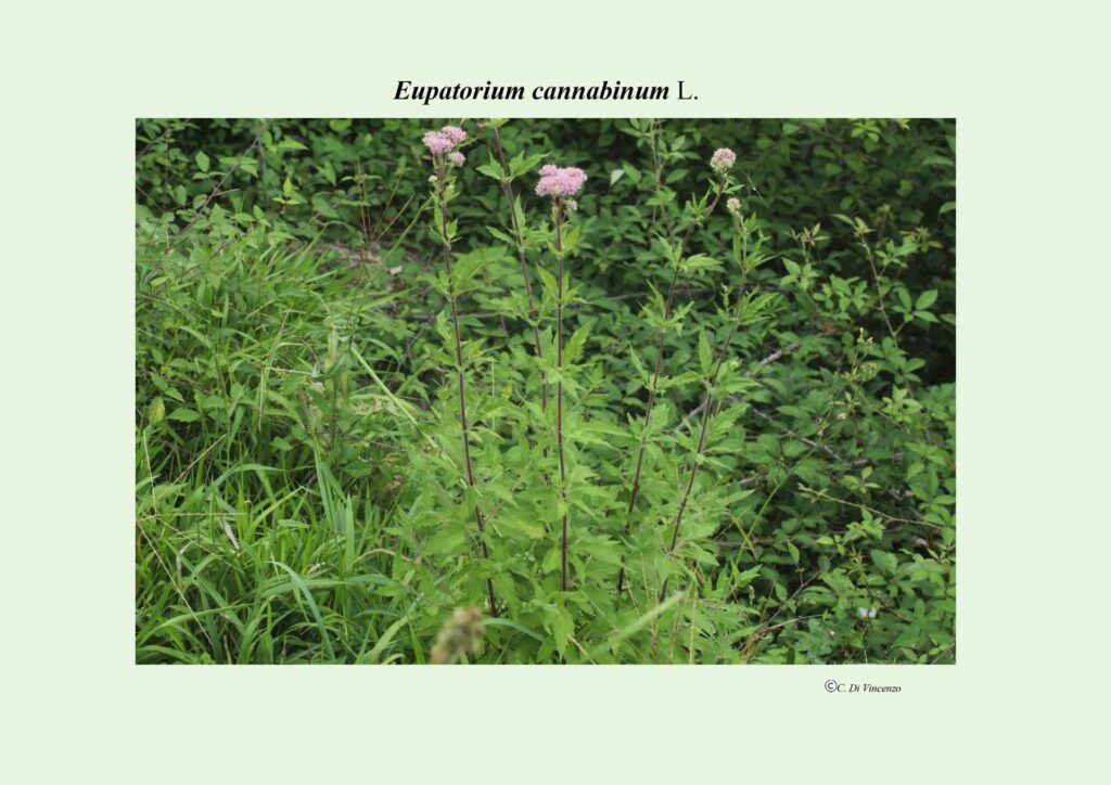 Eupatorium cannabinum L.