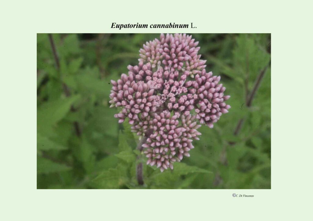 Eupatorium cannabinum L.