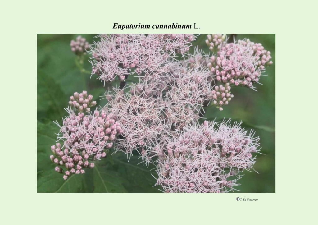 Eupatorium cannabinum L.