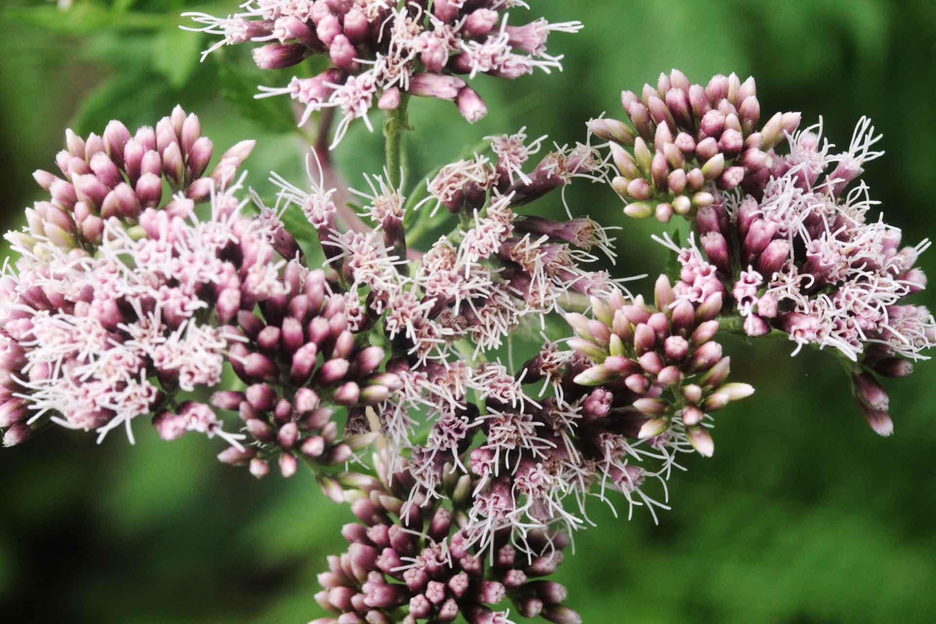 Eupatorium cannabinum L.