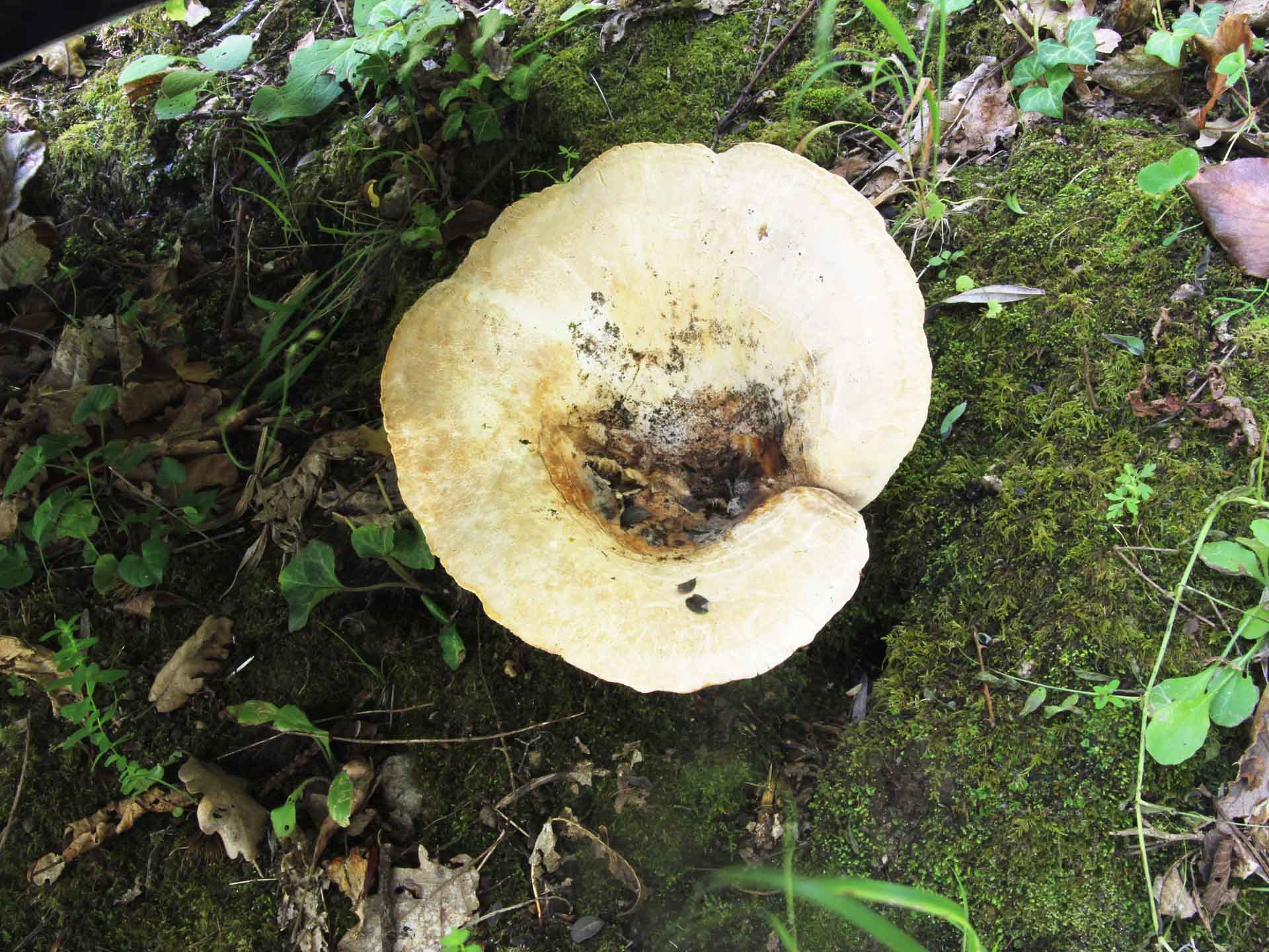 Cenni sul genere Lactarius e genesi del genere Lactifluus