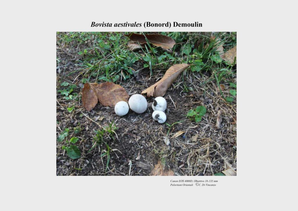 Bovista aestivales (Bonord) Demoulin