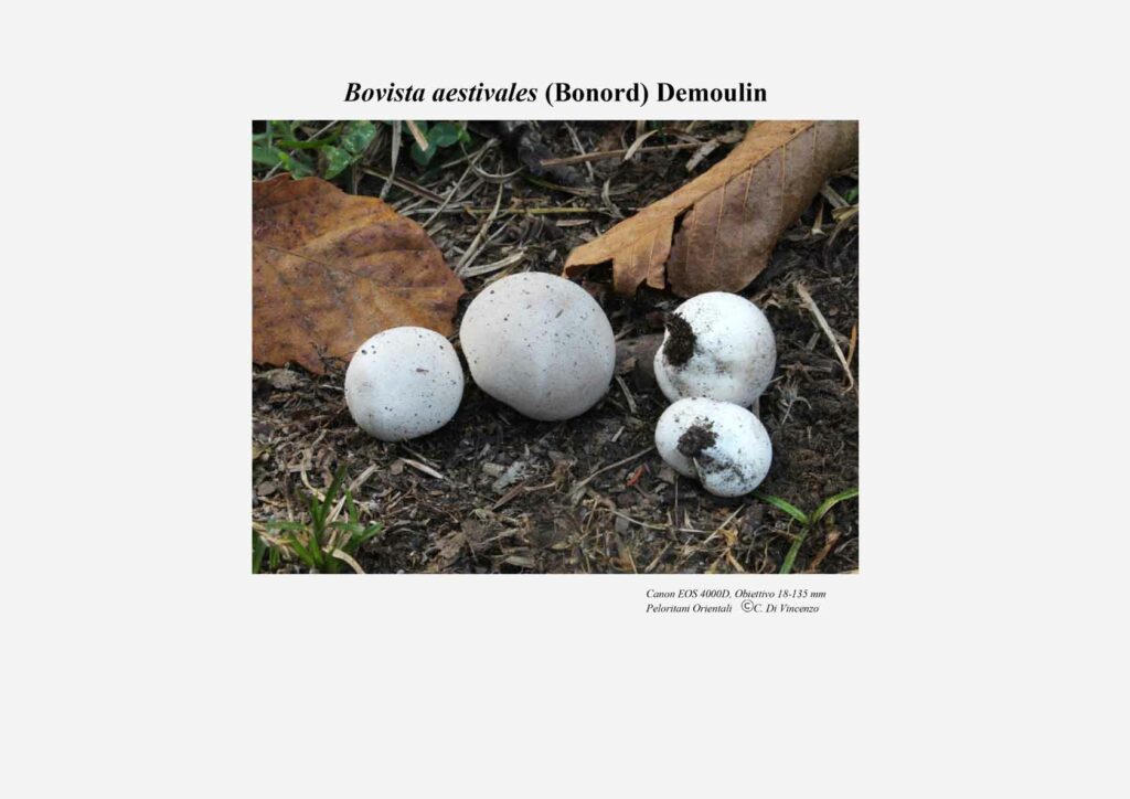 Bovista aestivales (Bonord) Demoulin