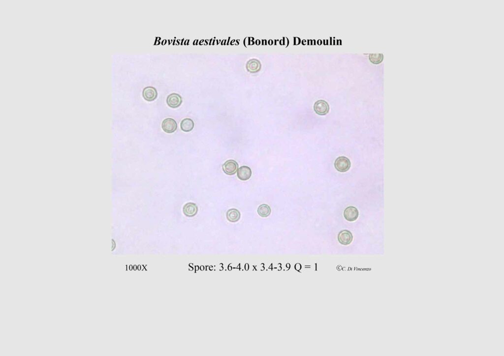 Bovista aestivales (Bonord) Demoulin