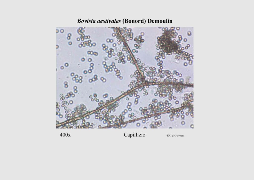 Bovista aestivales (Bonord) Demoulin