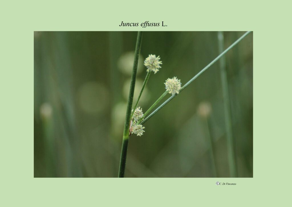 Juncus effusus L.