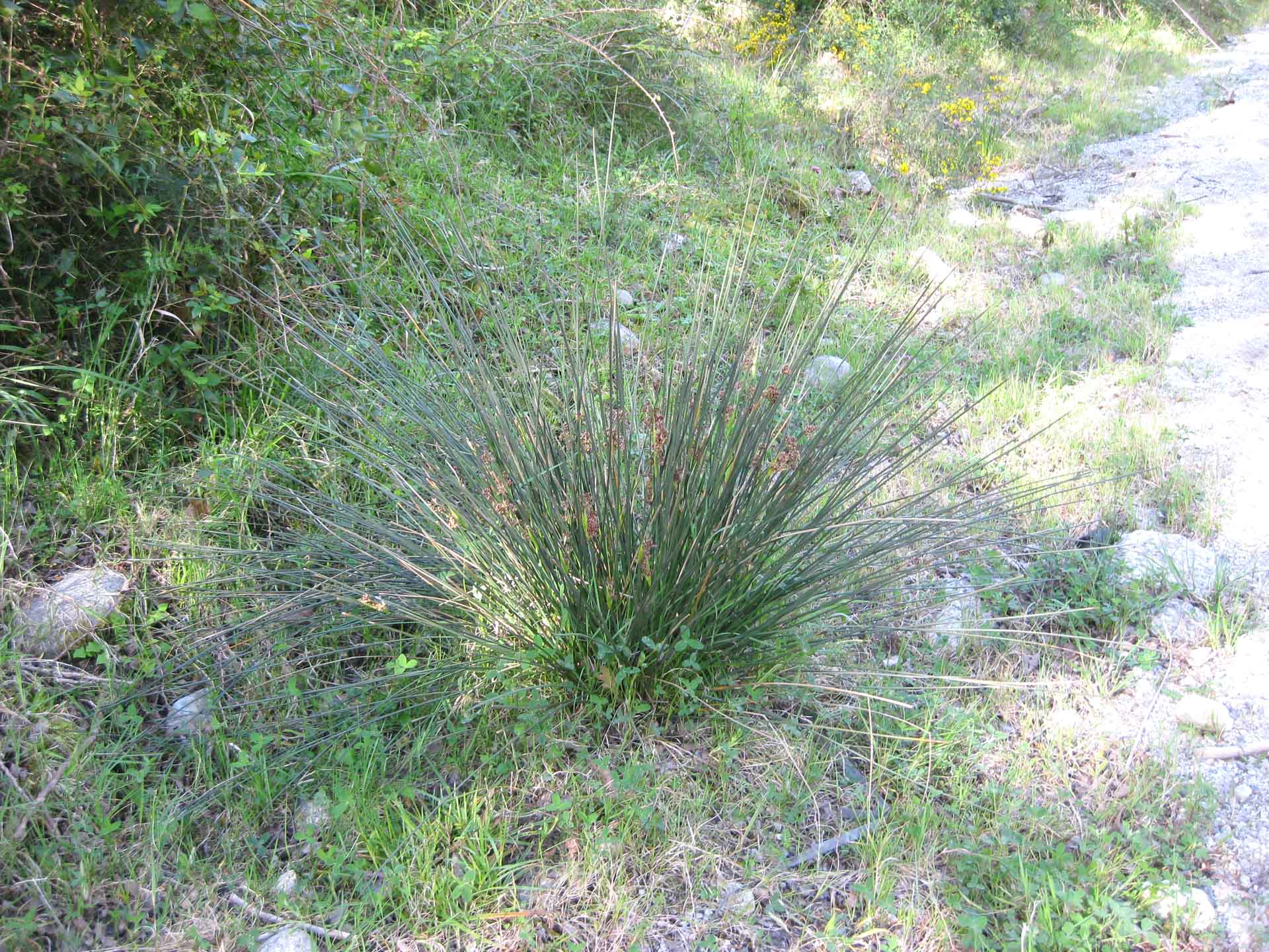 Juncus effusus L