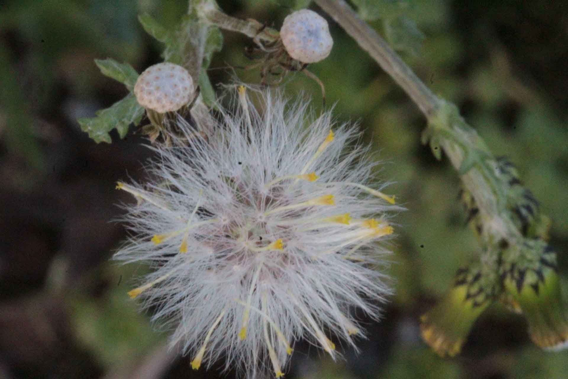 Senecio S. vulgaris L. Immagine di copertina