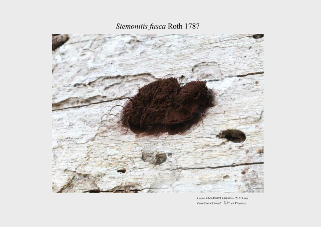 Stemonitis fusca Roth 1787