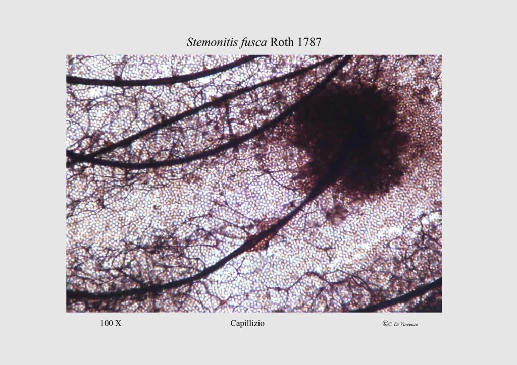 Stemonitis fusca Roth 1787