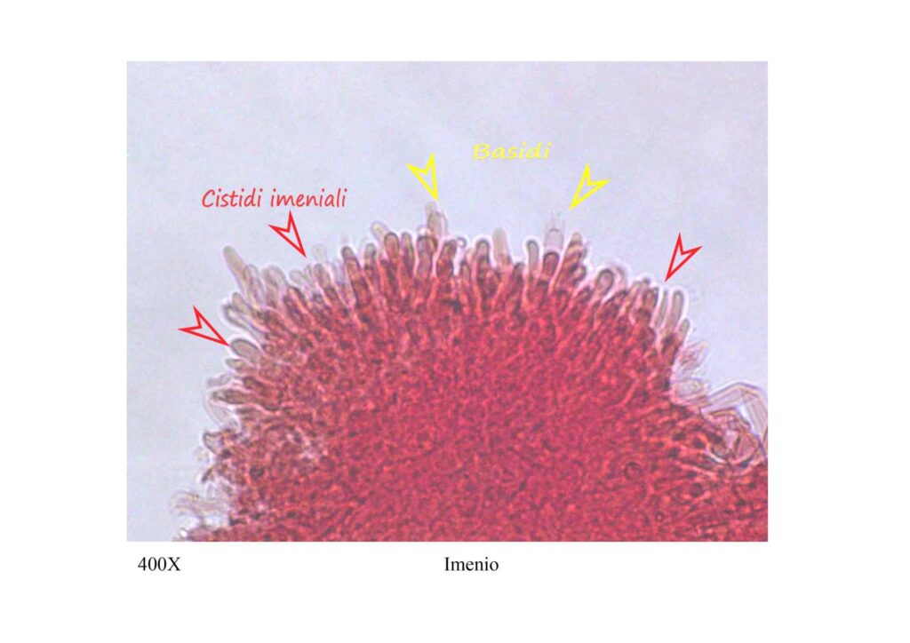 Gymnopus dryophilus imenio