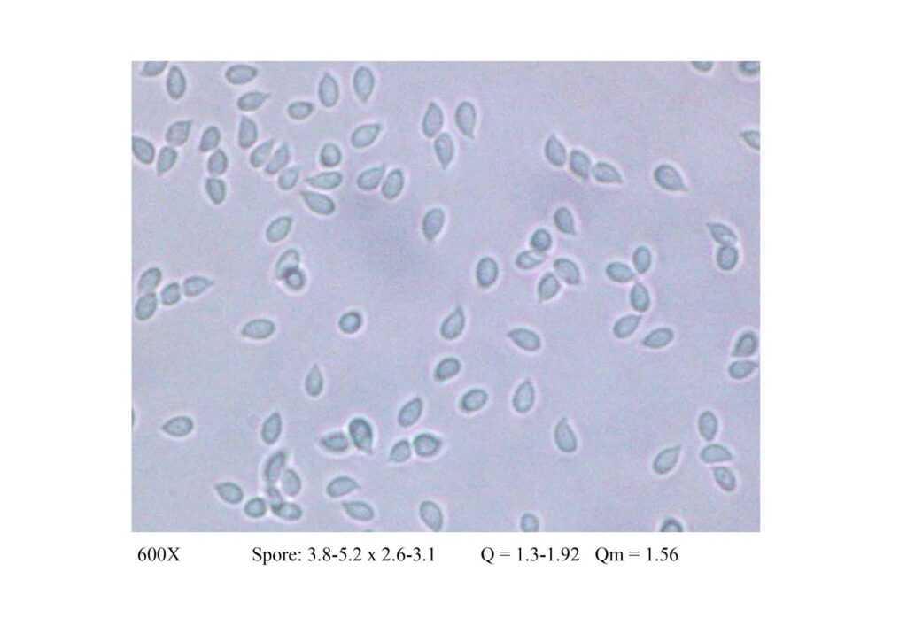 Gymnopus dryophilus spore