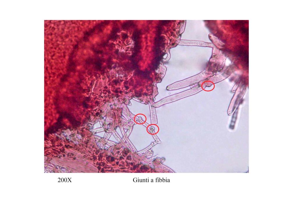 Gymnopus dryophilus giunti a fibbia