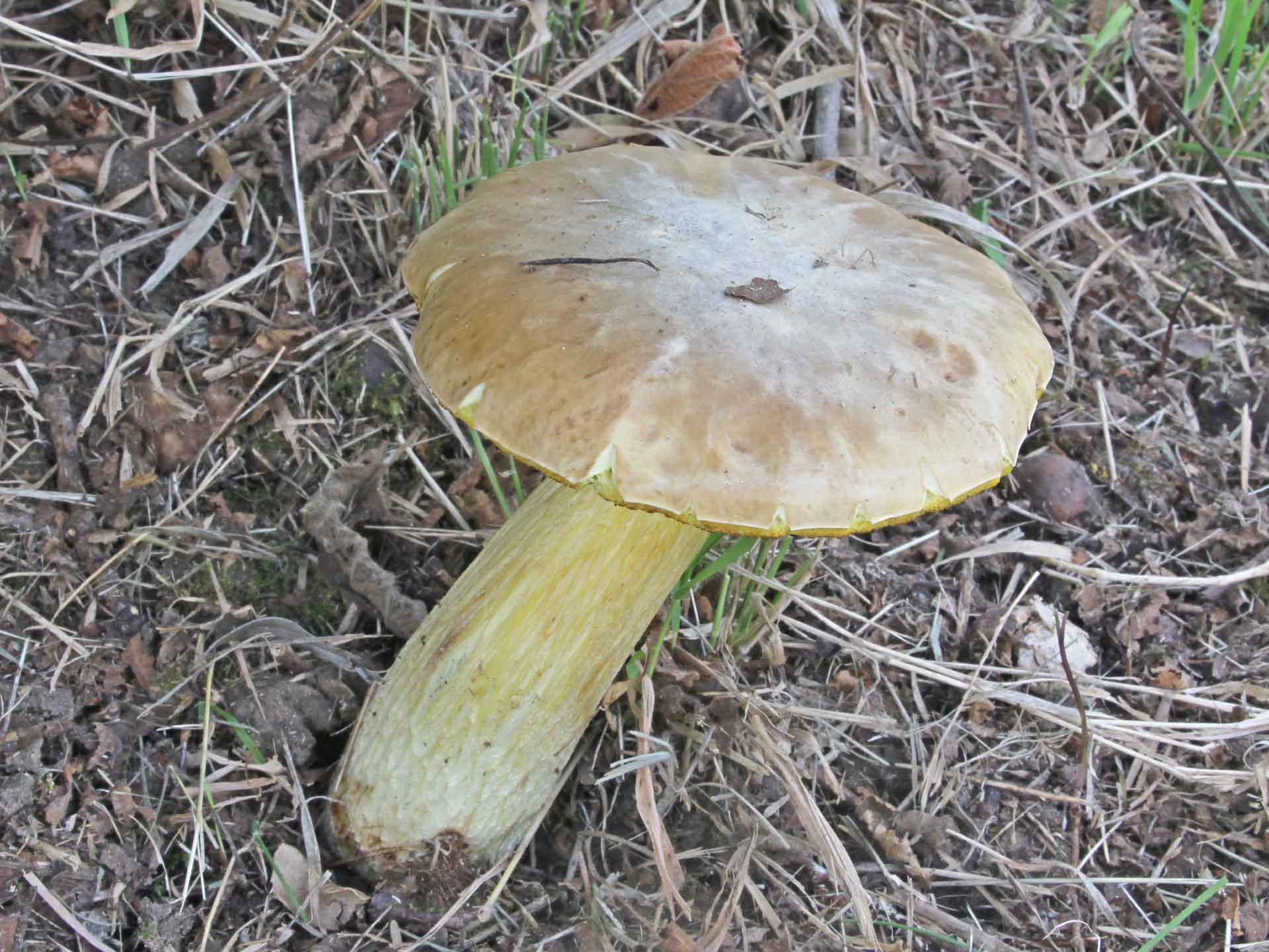 Hemileccinum depilatum