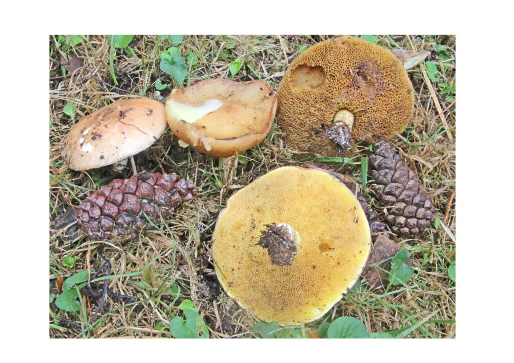 Suillus granulatus