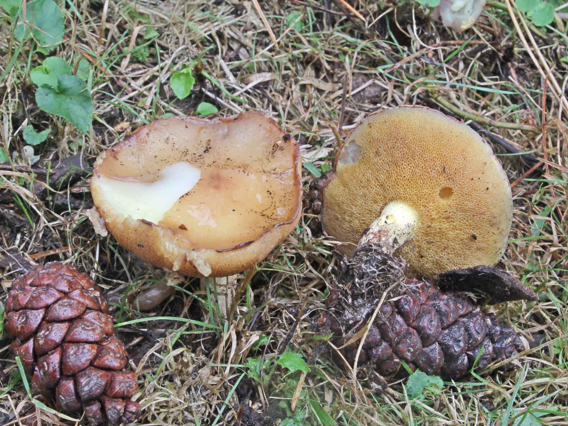 Suillus granulatus