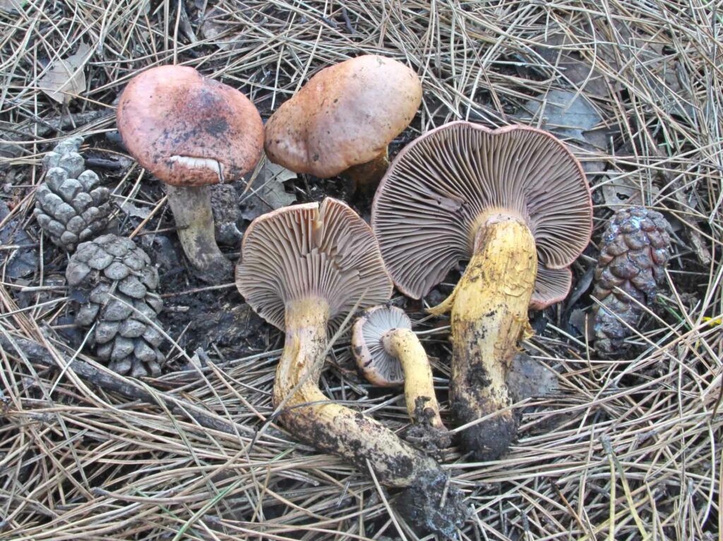 Chroogomphus rutilus (Fr.) Massee 1964