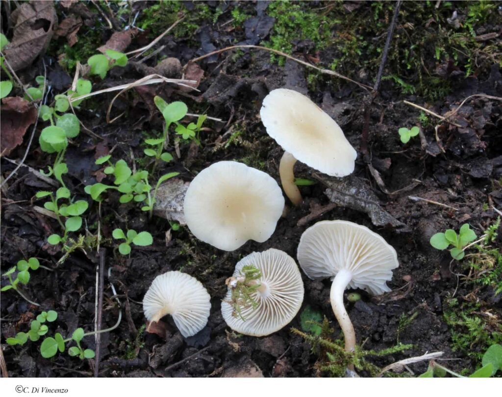 Clitocybe agrestis Harmaja