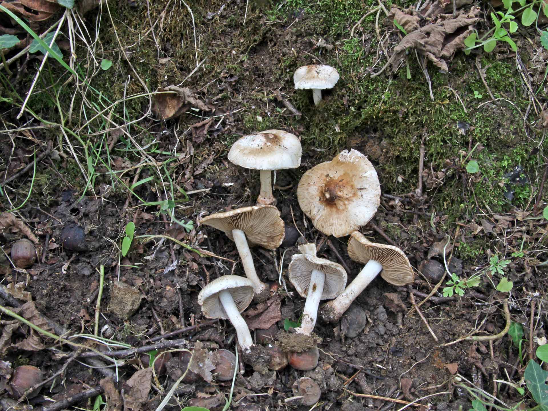 Inocybe pyriodora (Pers.) P. Kum. 1871