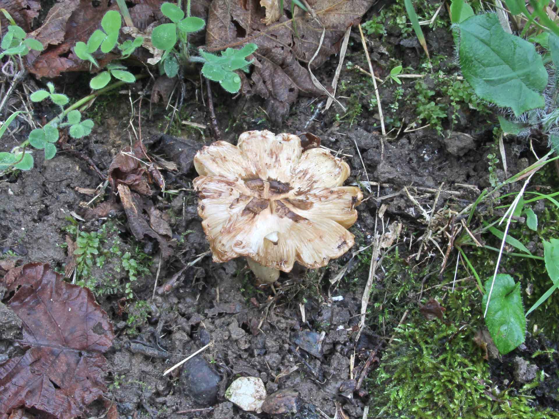 Inocybe pyriodora (Pers. : Fr.) P. Kummer 1871