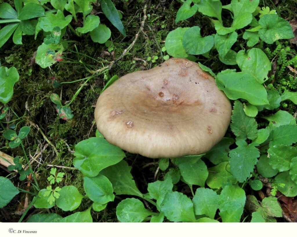 Lactarius pyrogalus (Bull.) Fr. 1838