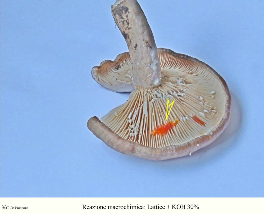 Lactarius pyrogalus (Bull.) Fr. 1838 reazione microchimica lattica boh