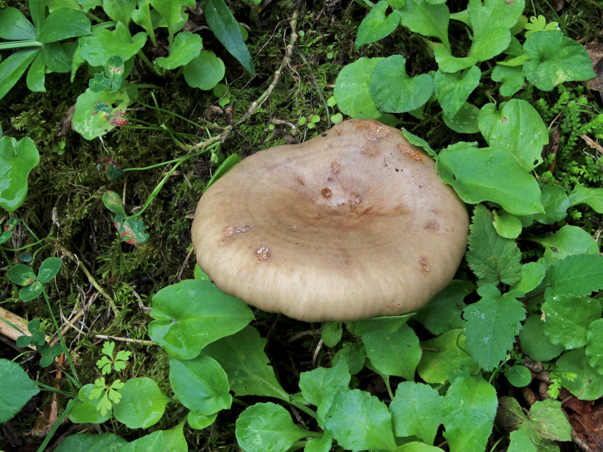 Lactarius pyrogalus (Bull.) Fr. 1838