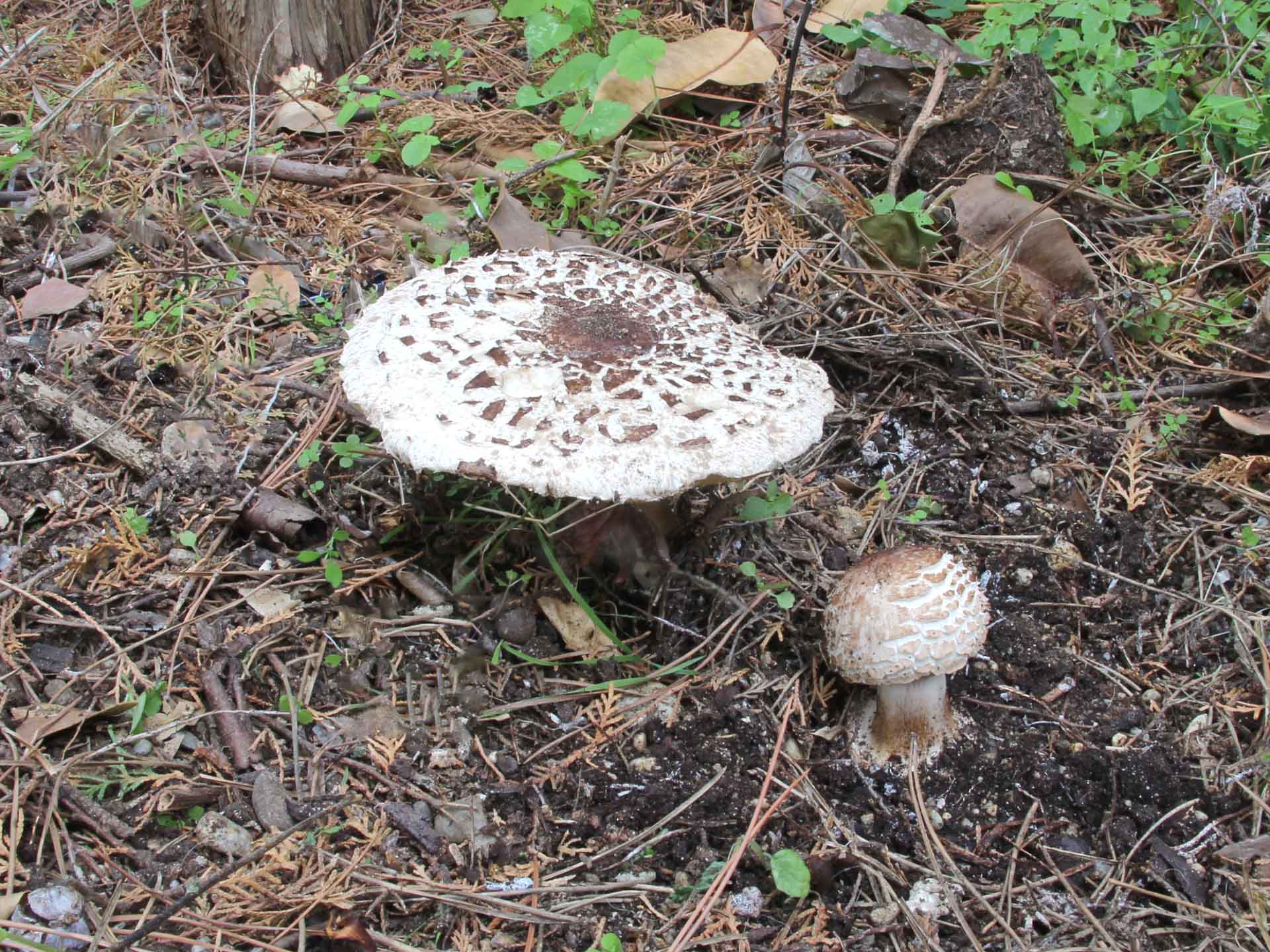 Macrolepiota venenata