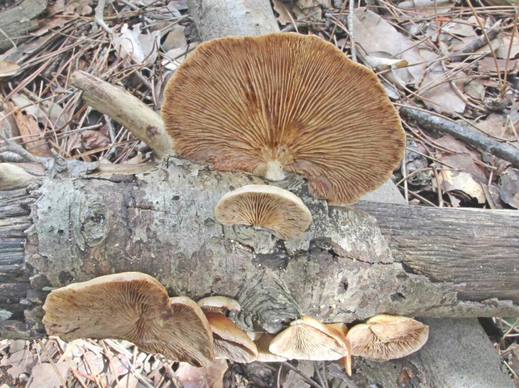 Crepidotus mollis(Scaeff.:Fr.) Staude 1857