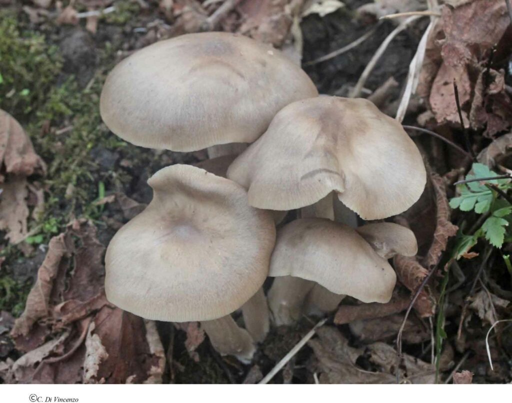 Entoloma lividoalbum (Khun & Romagn.) Kubicka 1975