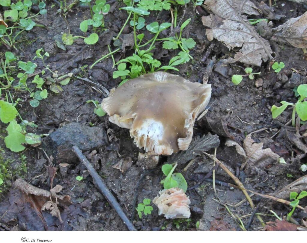 Entoloma lividoalbum (Khun & Romagn.) Kubicka 1975