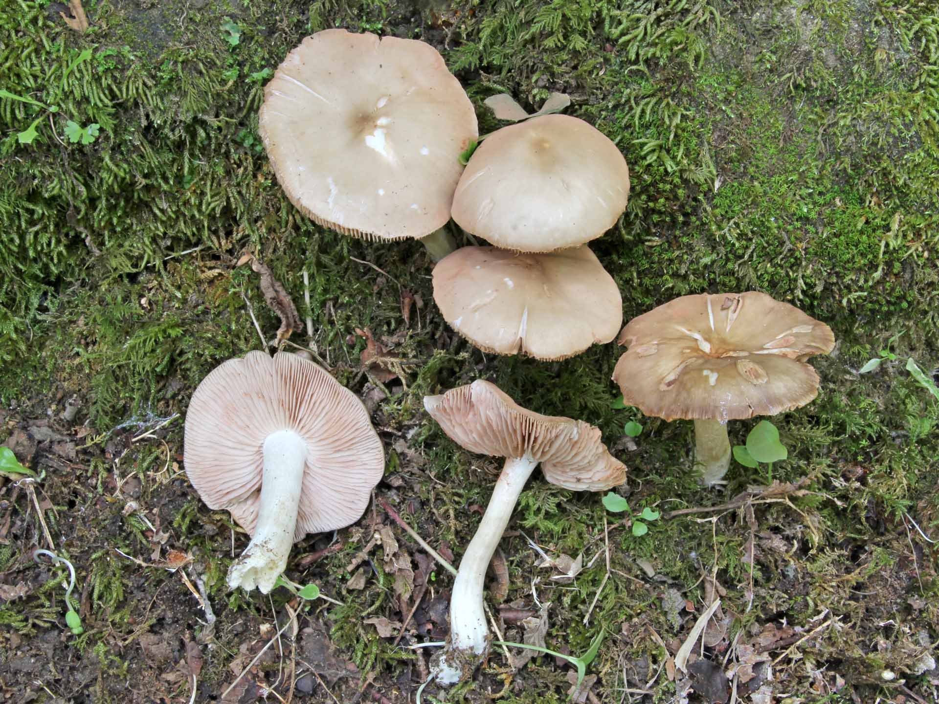 Entoloma lividoalbum