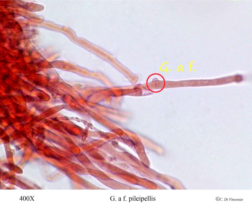 Infundibulicybe geotropa 