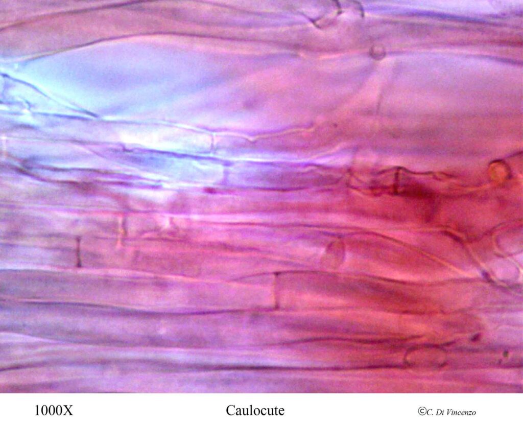 Infundibulicybe geotropa 