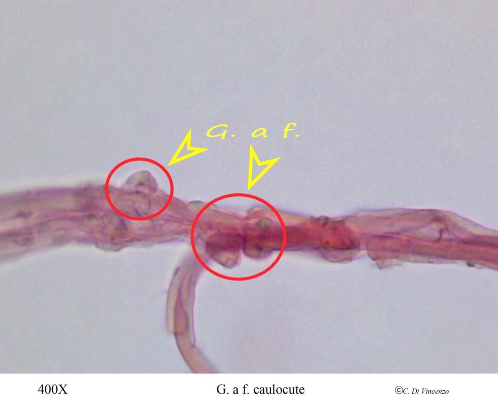 Infundibulicybe geotropa 