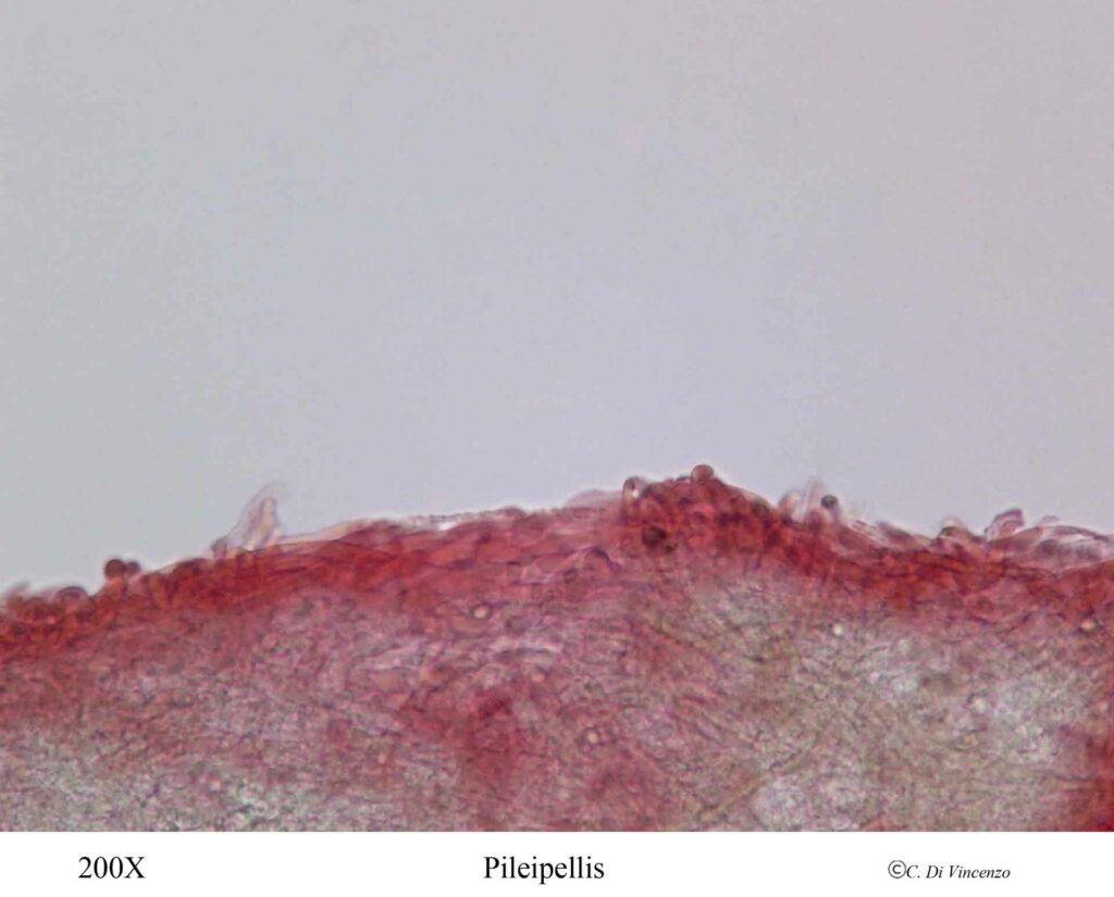 Infundibulicybe geotropa 