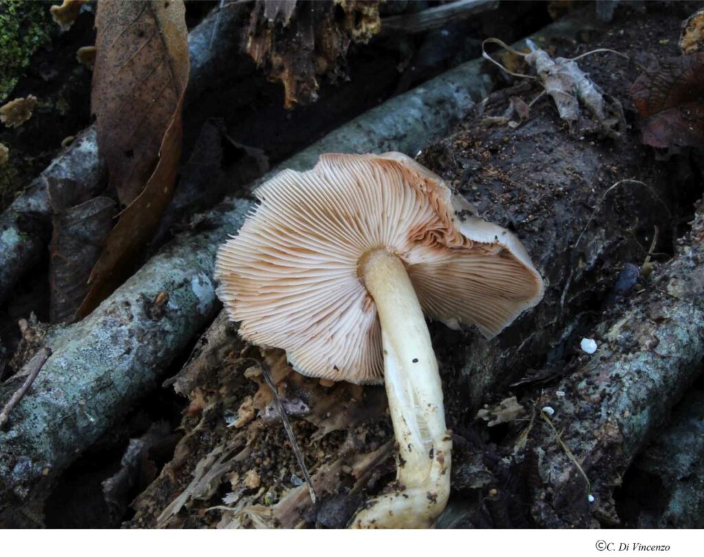 Pluteus cervinus (Schaeff) P. Kumm., 1871