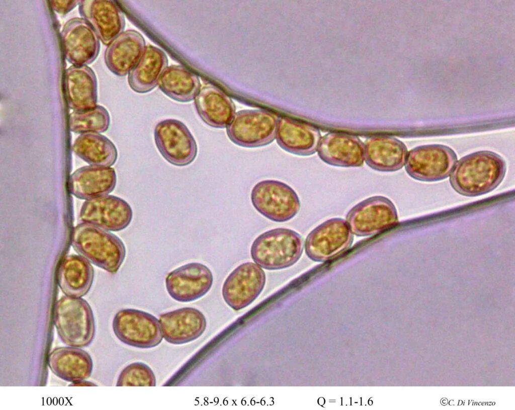 Pluteus cervinus (Schaeff) P. Kumm., 1871