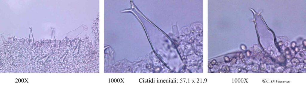 Infundibulicybe geotropa 