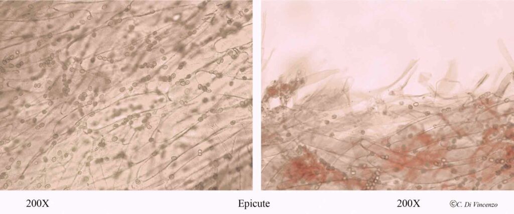 Infundibulicybe geotropa 