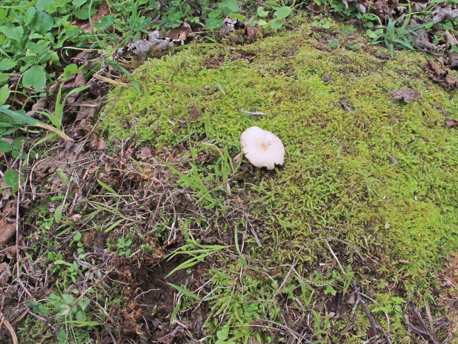 Clitocybe fragrans