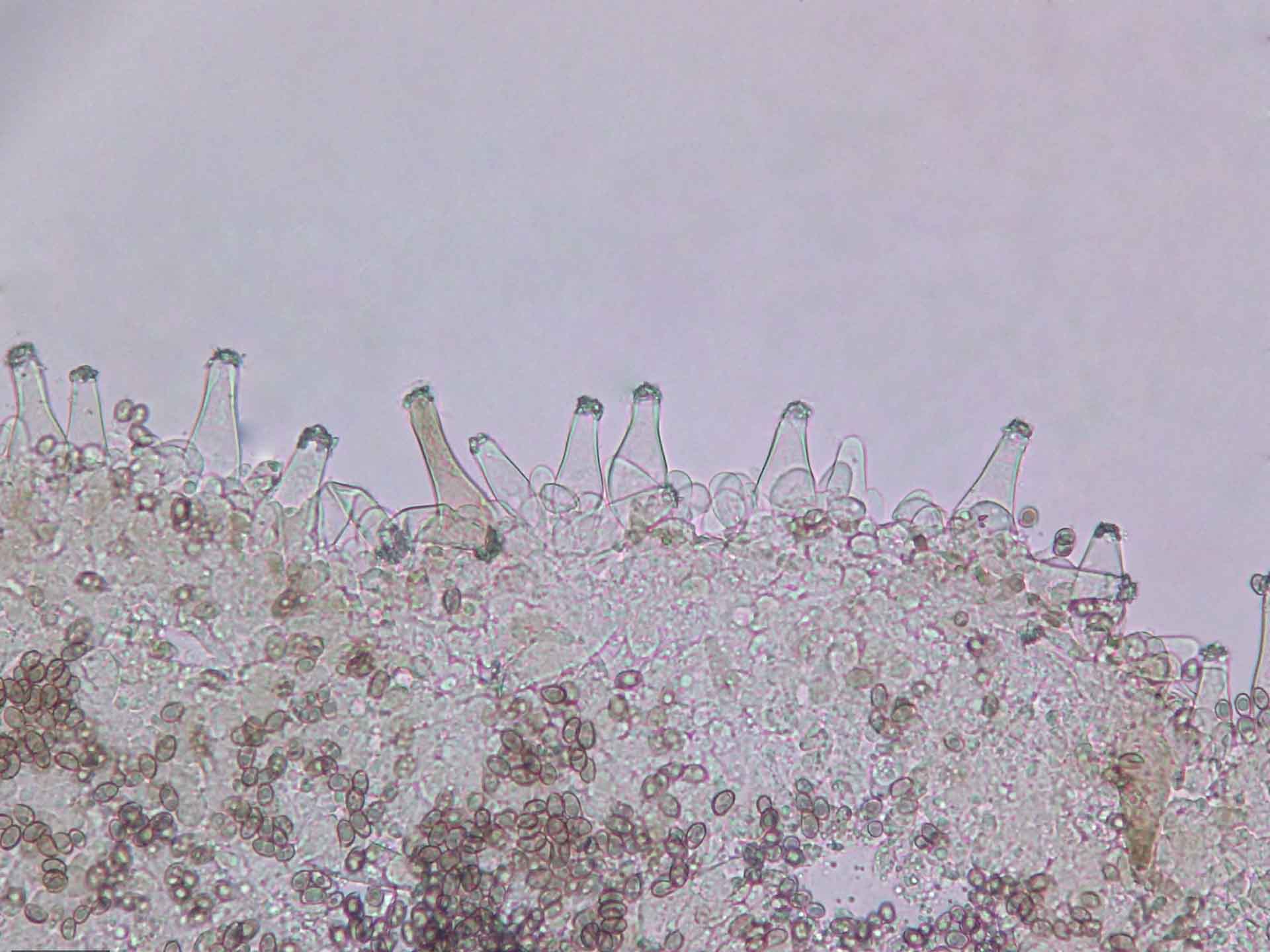 Inocybe geophylla (Fr. : Fr.) P. Kumm 1871