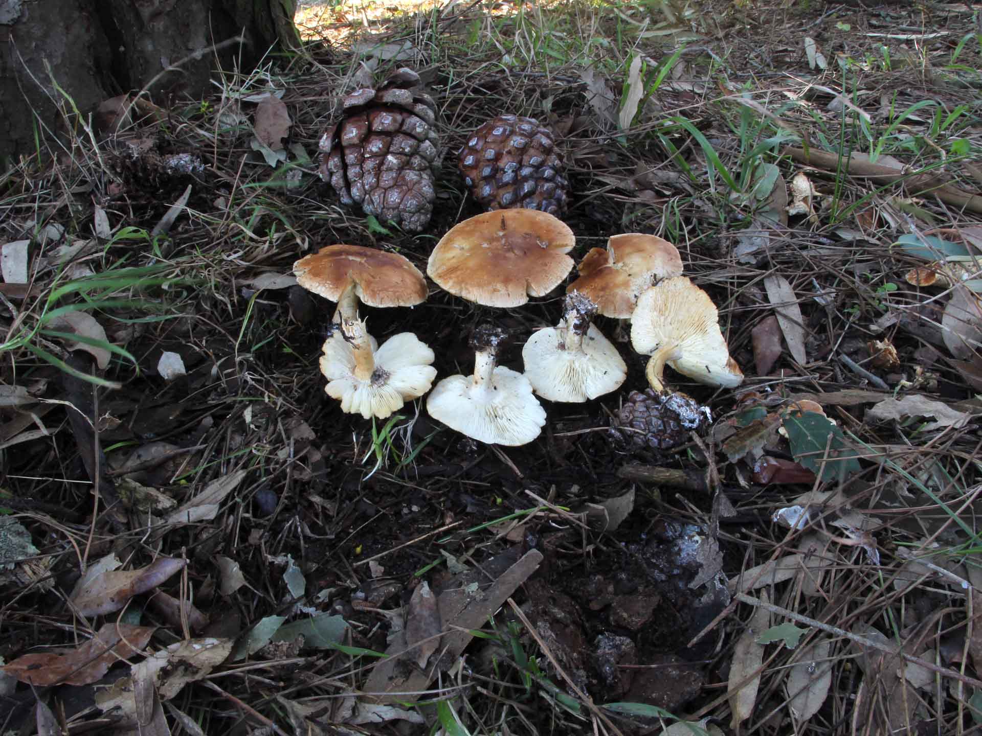 Leucopaxillus gentianeus (Quél.) Kolt.1966