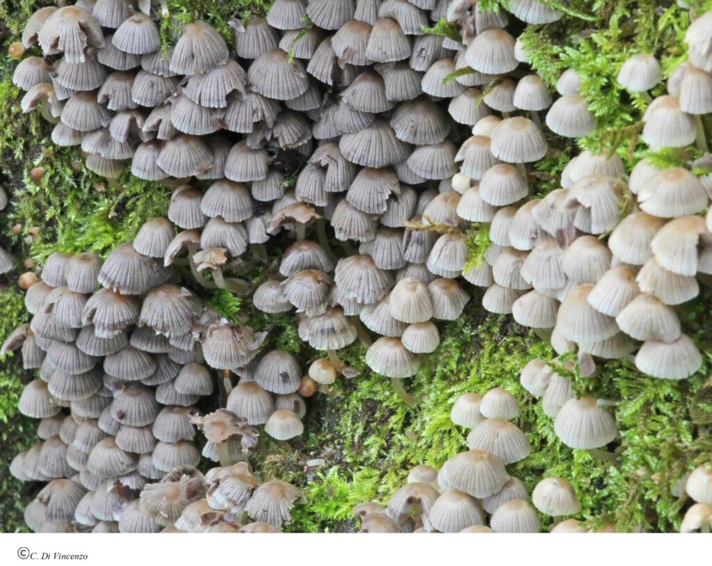 Coprinellus disseminatus 