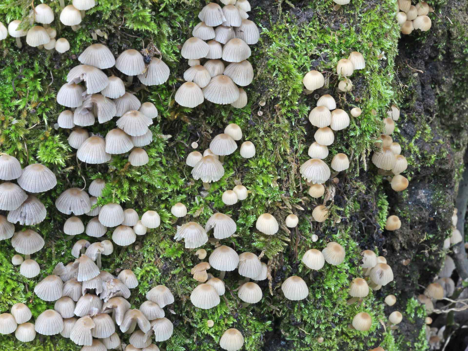 Coprinellus disseminatus