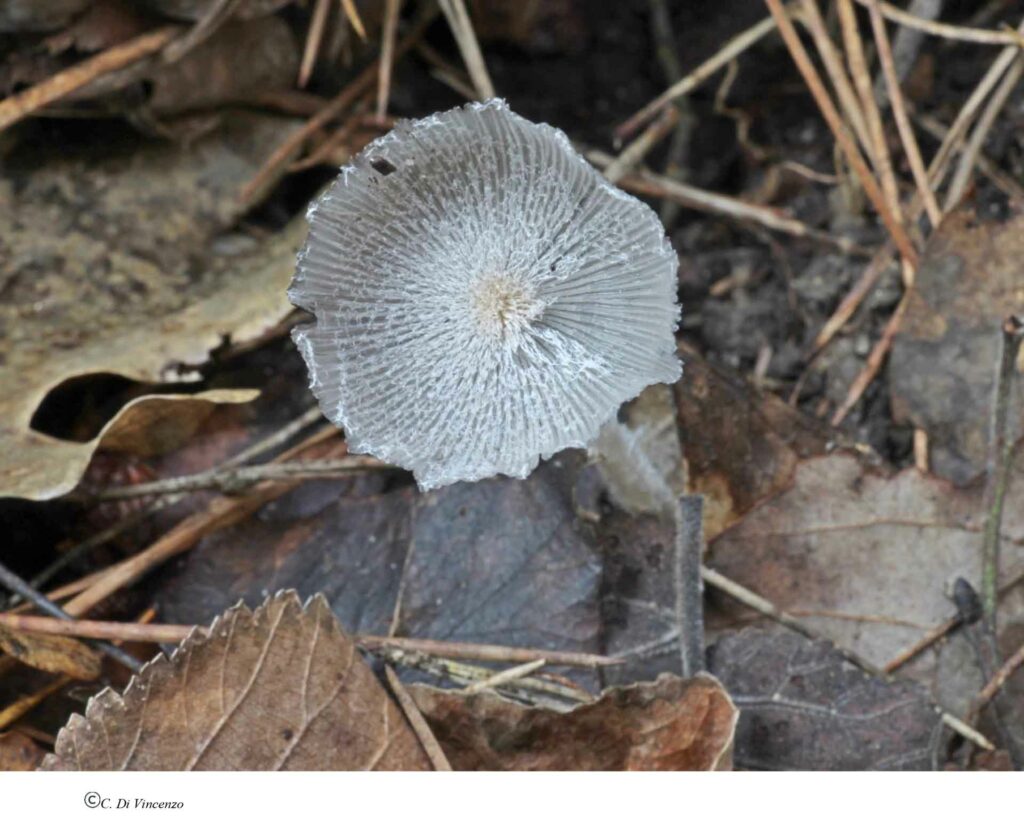 Coprinopsis lagopus (Fr.) Redhead, Vilgalys & Moncalvo 2001