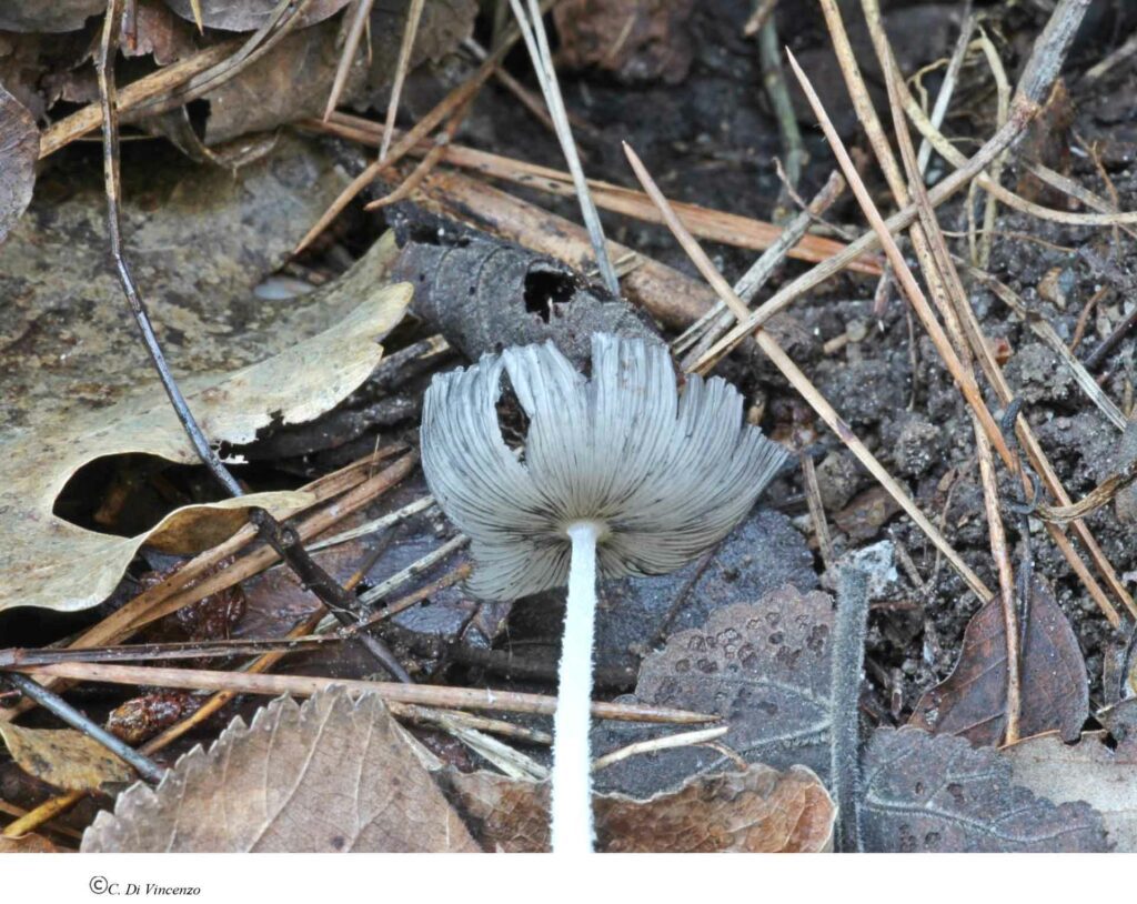 Coprinopsis lagopus (Fr.) Redhead, Vilgalys & Moncalvo 2001